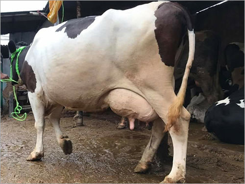 Brown And White Pregnant Hf Cow