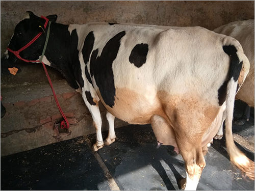 White And Black Pregnant Jersey Cow