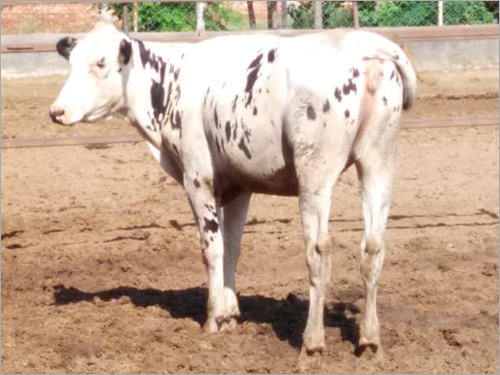 Pure Breed  Jersey Cow