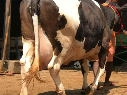 White And Black Dairy Jersey Cow