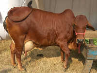 Indian Sahiwal Cow - Reddish Brown, High Milk Yielding Breed | Ideal For Specialized Dairy Production
