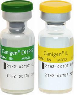 Canigen Dhppil 1ml-CANINE DISTEMPER VIRUS +CANINE