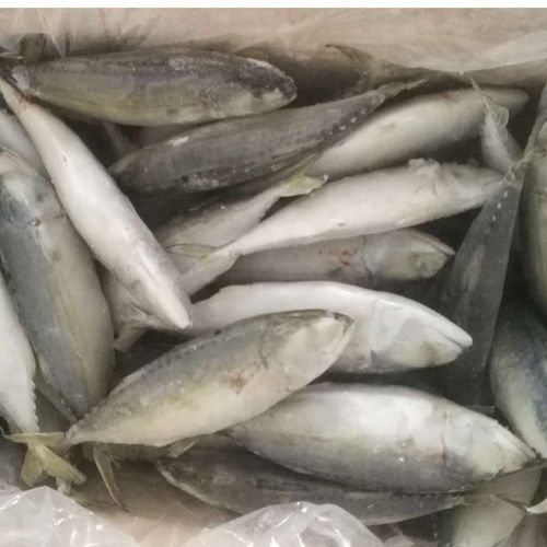 Silver Frozen Pacific Mackerel And Atlantic Mackerel