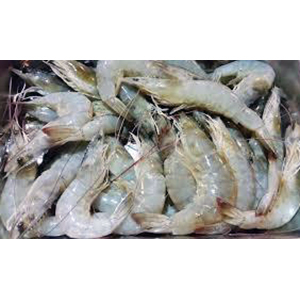 White Prawn