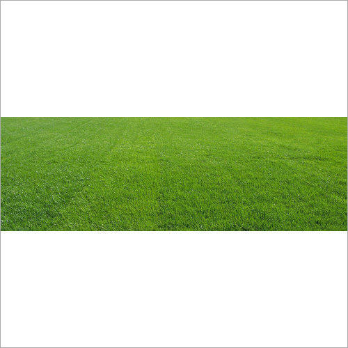 Mexican Lawn Grass