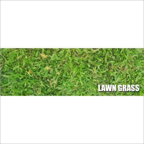 Paspalum Lawn Grass