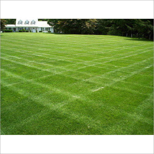 Turf Lawn Grass