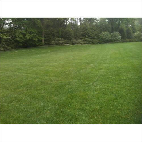 Soft Lawn Grass