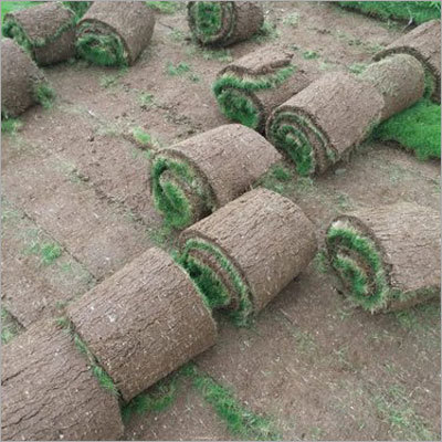 Lawn Grass