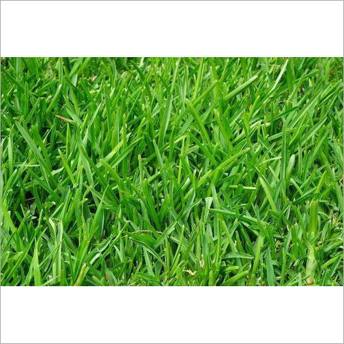 Mexican Natural Grass
