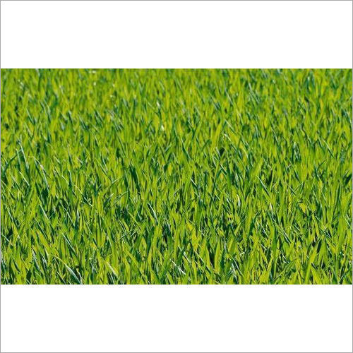 American Blue Natural Grass