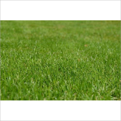 Green Natural Grass