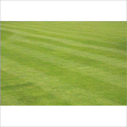 Selection 1 Lawn Grass