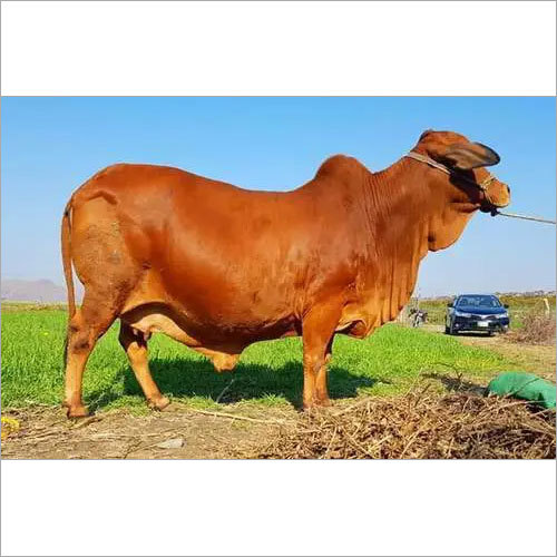 Pure Sahiwal Cow