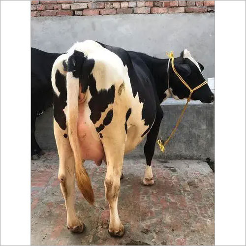 Top Breed HF Cow