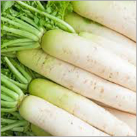White Fresh Radish