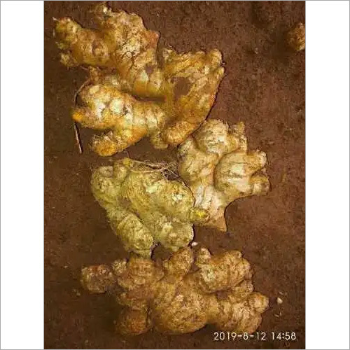 Fresh ginger Fresh ginger