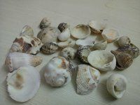 Handicraft and Art Work Special Decor Special Natural Big Size Seashell