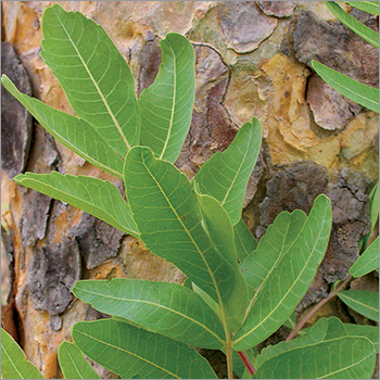 Green Boswellia Serrata Extract
