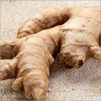 Ginger Oleoresin Extract - Powder Form, 95% Purity, Strong Smell | Enhances Sexual Activity, Mitigates Obesity, Relieves Menstrual Pain, Supports Gas Elimination, 2-year Shelf Life