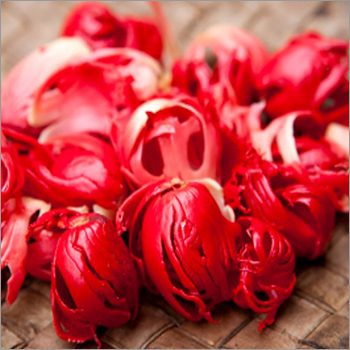 Red Mace Extract