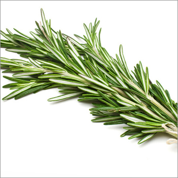 Green Rosemary Extract