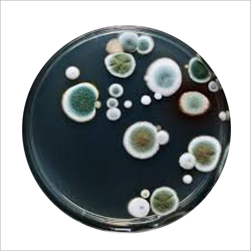 Total Fungal Count Testing Service