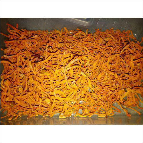 Cordyceps Militaris