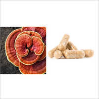Ayurvedic Medicine Ganoderma Capsule