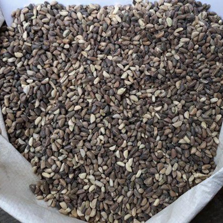 Grass Seed Grass Seed