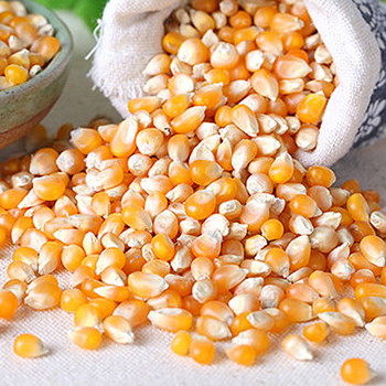 Maize Maize