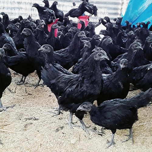 Poultry Chicks - Black Color | High-Quality Healthy Chick Breeds for Optimal Growth and Vitality