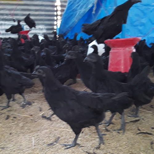 Black Kadaknath