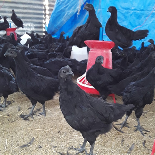 Black Kadaknath Chicken