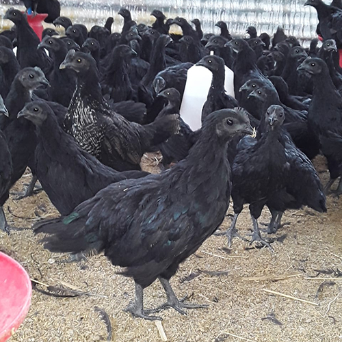 Black Live Kadaknath Chicken