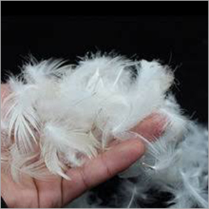 Raw Duck Feather