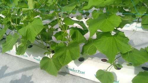 Cocopeat Grow Bags