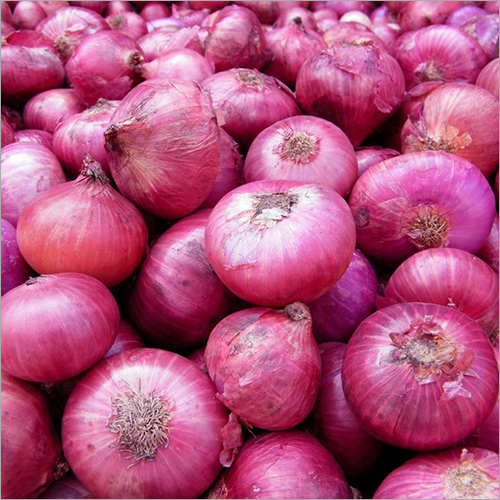 Round Fresh Red Onion