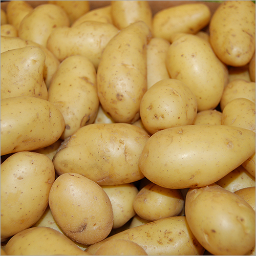 Round Fresh Potato