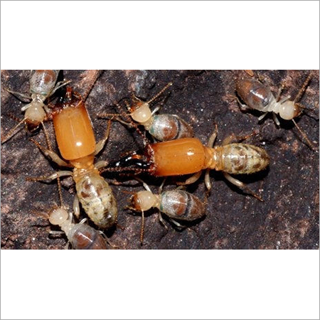 Pest Control Service