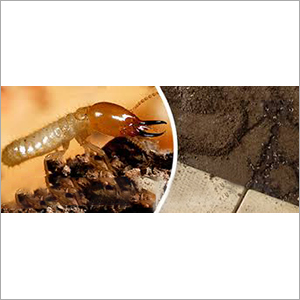 Pest Control For Anti Termite Treatment Service