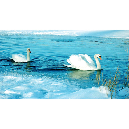 Wooden Brown Pair Of Dawn Painting As Per Vastu