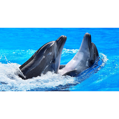 Dolphin Painting as per Vastu
