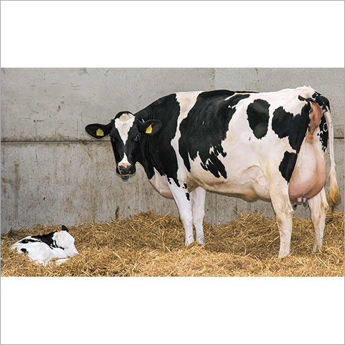 White & Black Pure HF Cow