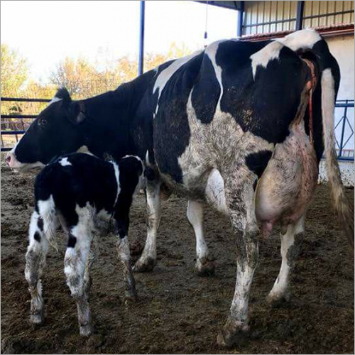 Pure HF Breed Cow