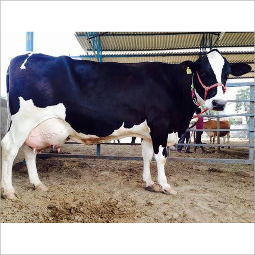 White And Black Dairy Hf Breed Cow
