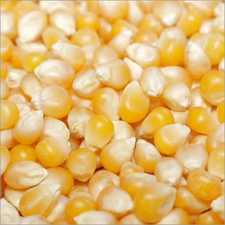 Maize Seeds - Dried, Yellow Color, 99.9% Purity, All Sizes Available | Common Variety, 24 Months Shelf Life