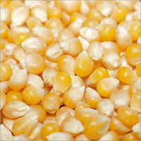 Maize Seeds - Dried, Yellow Color, 99.9% Purity, All Sizes Available | Common Variety, 24 Months Shelf Life