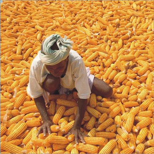 Yellow Maize