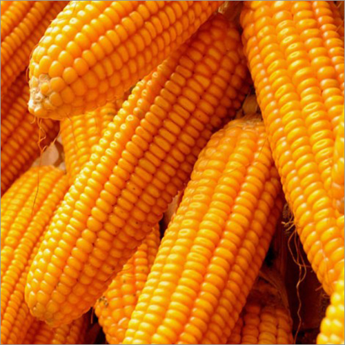 Organic Maize Seeds - Purity 99.9%, All Sizes Available | Dried Yellow Variety, Perfect for Flour, Cornmeal, and Popcorn